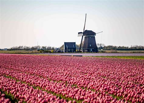 Guide to Seeing the Tulips Near Amsterdam