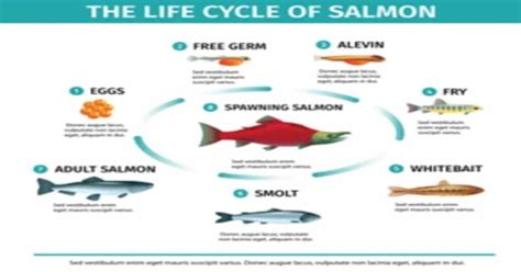 Salmon Life Cycle - Learn About Nature