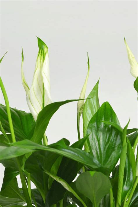 Peace Lily Yellow Leaves - 10 Reasons [+Best Remedies!]