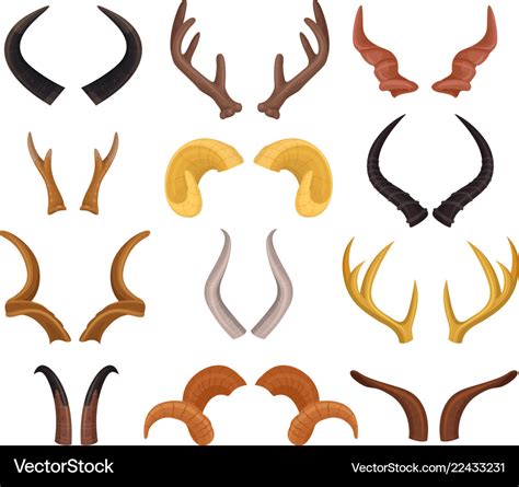 Wild animals sharp horns in pairs hunting trophy Vector Image