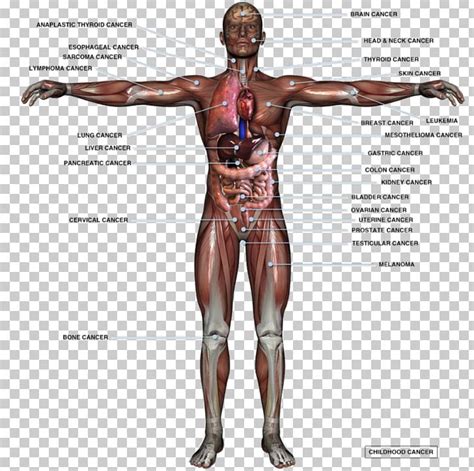 Human Body Organ Anatomy Homo Sapiens Male Reproductive System PNG ...