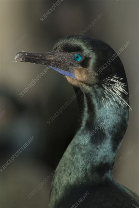 Brandt's Cormorant - Stock Image - C003/8314 - Science Photo Library