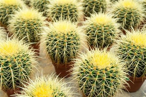 10 Cactus Plants to Add to Your Indoor Collection