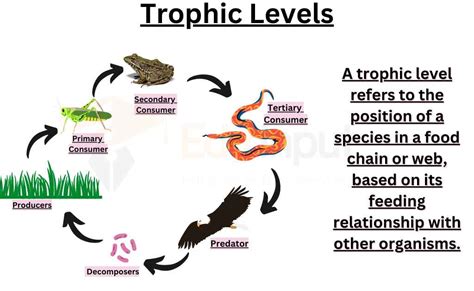 Trophic Levels In An Ecosystem | Ecological Pyramid