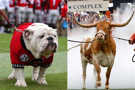 Texas Longhorn Mascot Bevo Charges Georgia Bulldog Uga