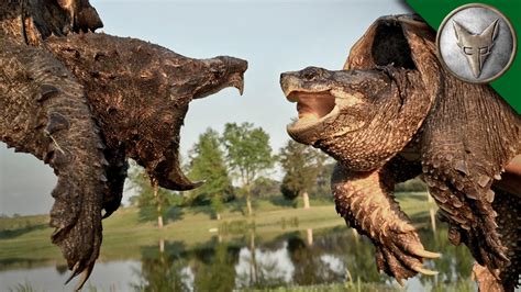 The difference between an Alligator Snapping Turtle vs Common Snapping Turtle : r/pics