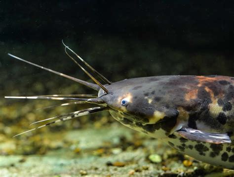 10 of the Most Invasive Fish Species in the World