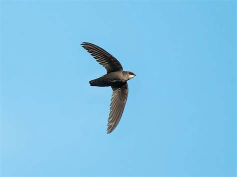 Purple Martin Nesting (Behavior, Eggs, Location + FAQs) | Birdfact