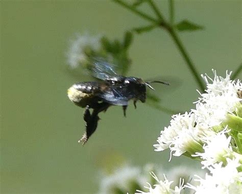 Black Bee - Megachile xylocopoides - BugGuide.Net