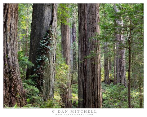 G Dan Mitchell Photograph: Quiet Forest | G Dan Mitchell Photography