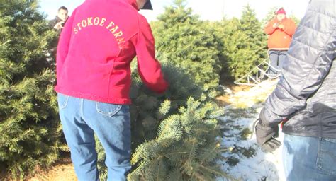 Stokoe Farms holds annual tree-cutting tradition | RochesterFirst