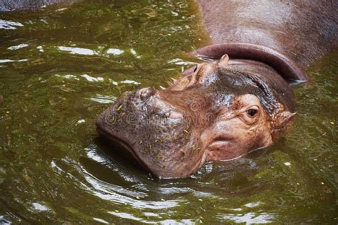 Hippopotamus Swimming in the River. Stock Image - Image of chobe ...