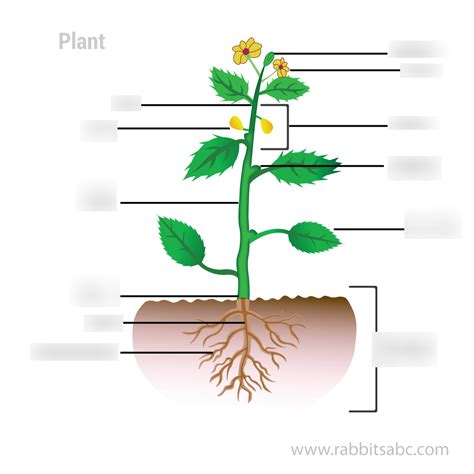 Plant Roots Diagram