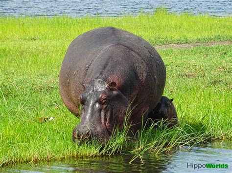 What do hippos eat? | Hippoworlds