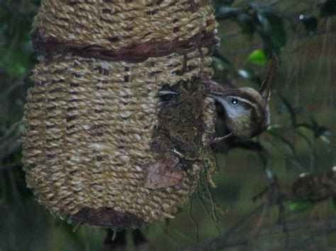 BirdsEyeViews: Carolina Wren Nest