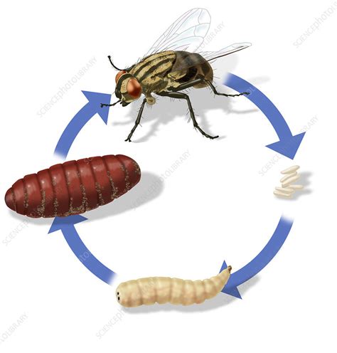 Housefly Life Cycle Clipart Set Download | lupon.gov.ph