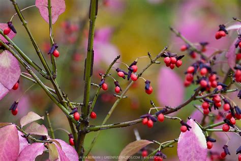 Dwarf Burning Bush (Euonymus alatus 'Compactus') | GreenFuse Photos: Garden, farm & food photography