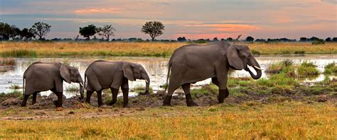 Botswana Safari Tour: Peak Season Okavango Adventure - Africa Endeavours