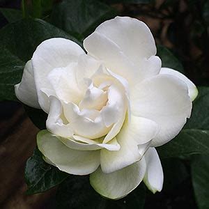 Gardenia Varieties fir the Australian Garden - How to grow great Gardenias