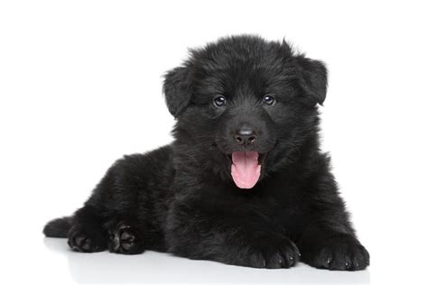 Black Long Haired German Shepherd - Puppynet