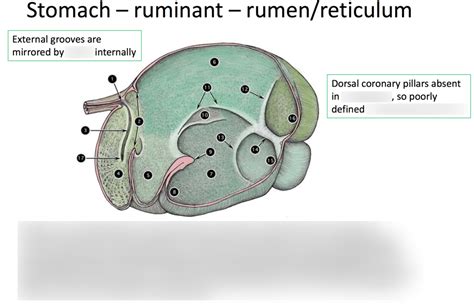 rumen/reticulum stomach anatomy (internal) Diagram | Quizlet