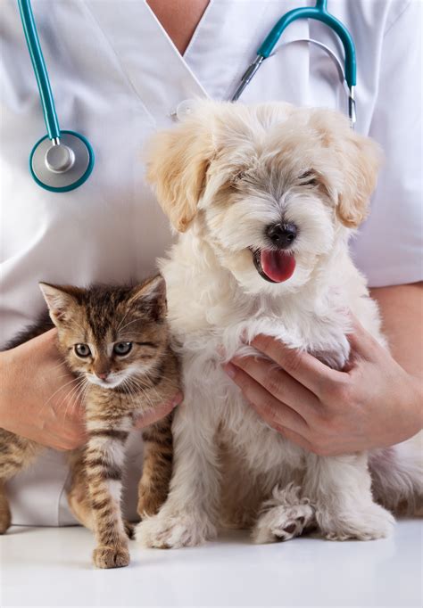 Your Pet Might Have Ringworm If.... - Pet Sitting and Dog Walking in ...