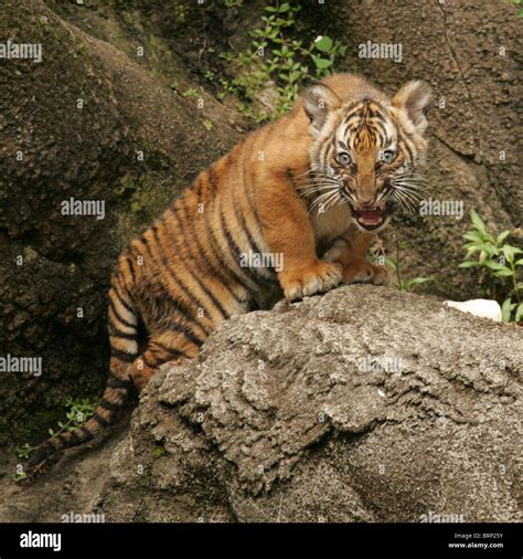 Malayan Tiger Cubs