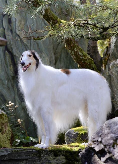 Borzoi, an old breed. Also known as Russian wolf hounds. My great grandmother had a breeding ...