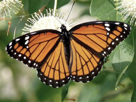 Viceroy Butterfly, description, characteristics, facts, size, photographs