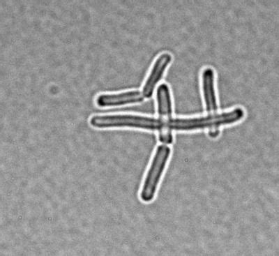 Bacillus stearothermophilus