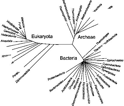 The three domains of life - Fermented Foods - Brewiki