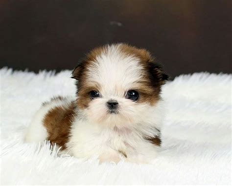 Teacup Shih Tzu - Small, Cute and Adorable Dog | PetsHotSpot.com | Shitzu puppies, Cute dogs ...