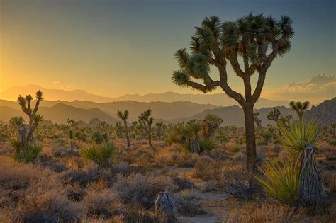 Joshua Tree Sunset Photograph by Ralph Nordstrom - Pixels