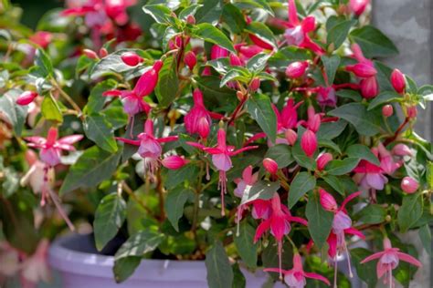 Pruning & Deadheading Fuchsias | Horticulture Magazine