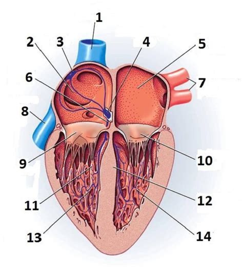 Anatomy Of The Heart Unlabeled - ClipArt Best