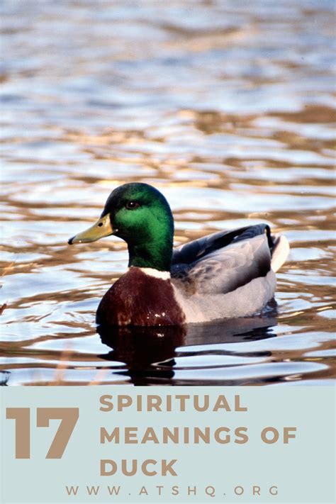 Duck Symbolism: 17 Spiritual Meanings Of Duck