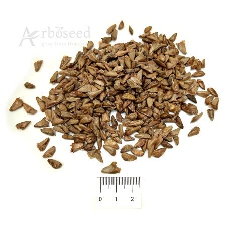 White fir glauca (abies concolor glauca) seeds