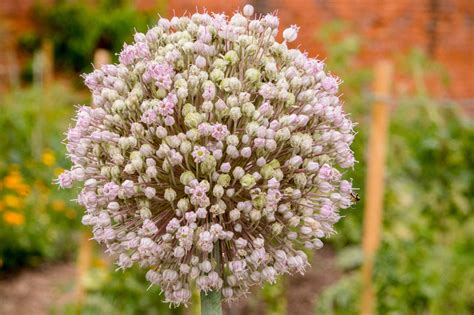 Allium ampeloprasum (Wild Leek)