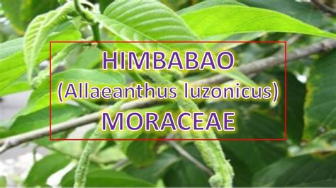 Himbabao (Allaeanthus luzonicus) - Moraceae | Trees for Urban Spaces ...