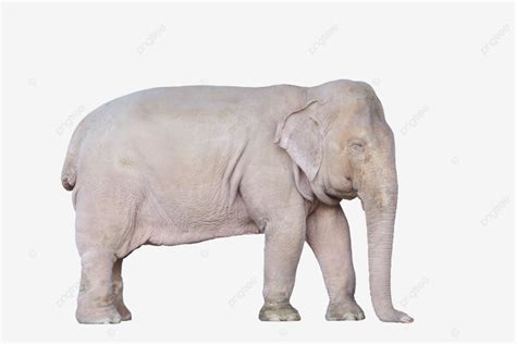 Asian White Elephant In Myanmar Wildlife, Safari, Elephant, Asian PNG ...