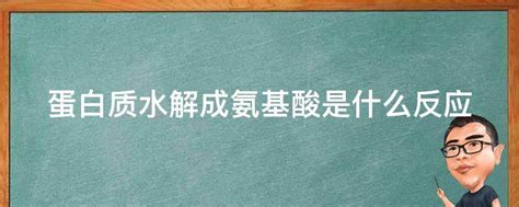 蛋白质水解成氨基酸是什么反应 - 业百科