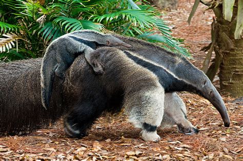 Giant Anteater Mother And Baby #1 Photograph by Millard H. Sharp - Pixels