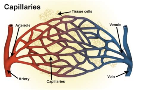 Differences Between Continuous Capillaries Fenestrated Capillaries and Sinusoidal Capillaries ...