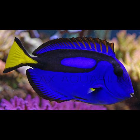 The best Blue Tang for sale – LAXAquarium