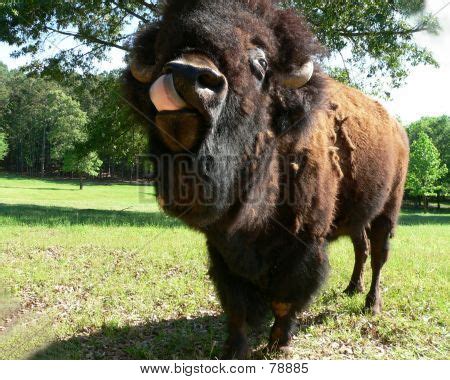 Funny pictures of bison - ONLINE NEWS ICON