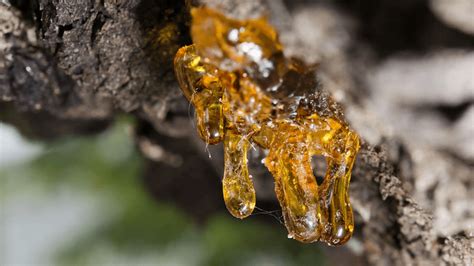 The Mysteries, Benefits, and Uses of Tree Sap - Tree Plantation