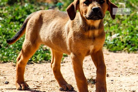 Reddish Fawn F K: American Bandogge Mastiff puppy for sale near Phoenix, Arizona. | 3b7a4f21-b1d1