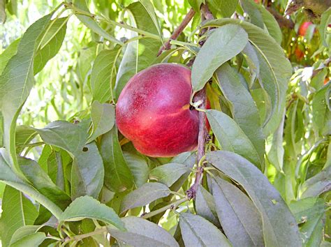 Top 10 Dwarf Fruit Trees for Small Spaces - Birds and Blooms