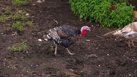 Turkey Male Gobbler Breeding Display Strutting Tail Feathers Spread in Forest. a Close Up of ...