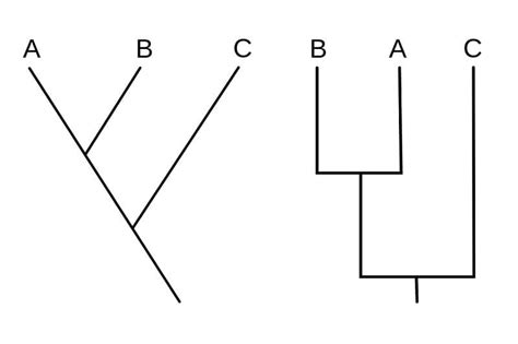 Cladogram- definition, features, parts, examples (vs Phylogram) – KeepingDog